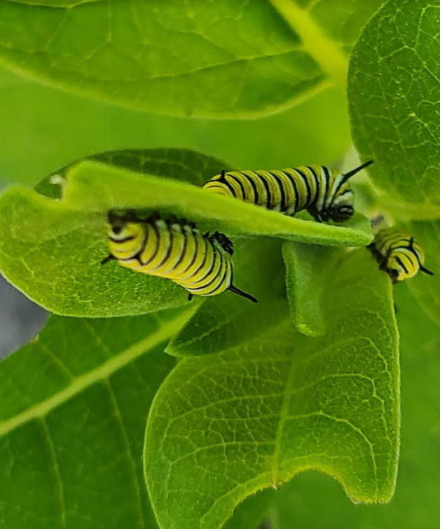 Three monarch Caterpillars on milkweed leaves