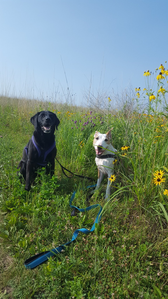 black lab and bull t arrier on leashes sitting in a field of tall grasses and flowers