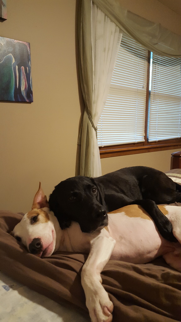 a black lab laying on bull terrier on a bed in a house