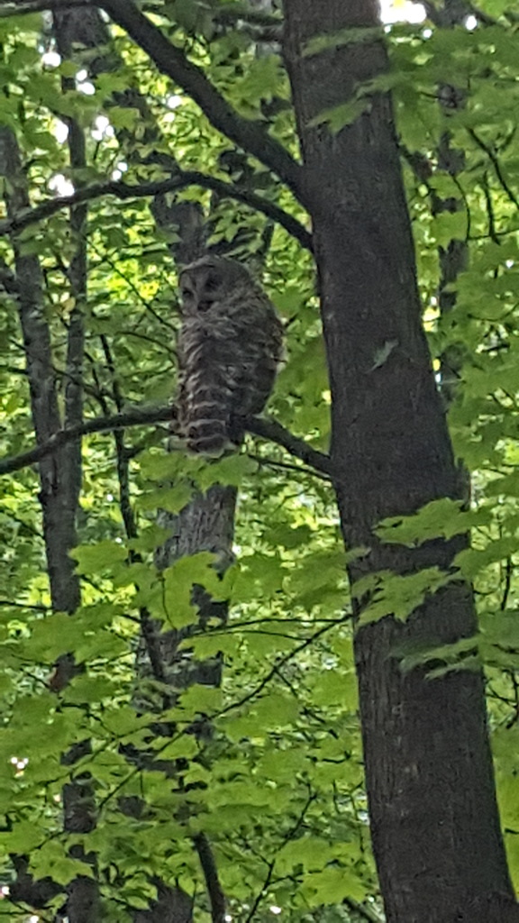 a Barred owl in a tree
