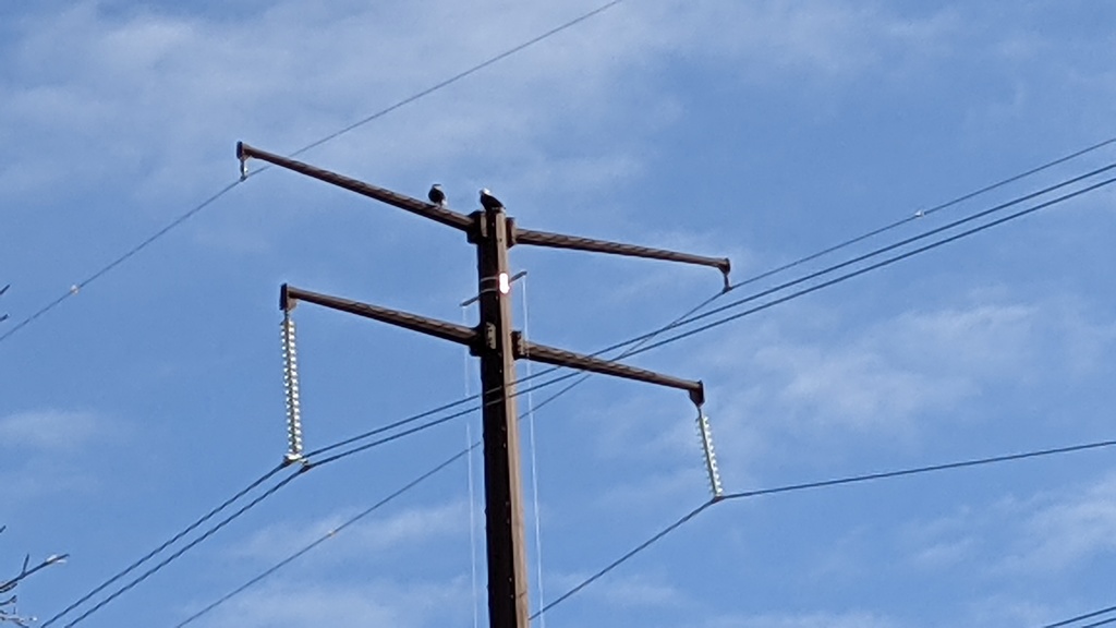 Two Bald Eagles on a electrical pole
