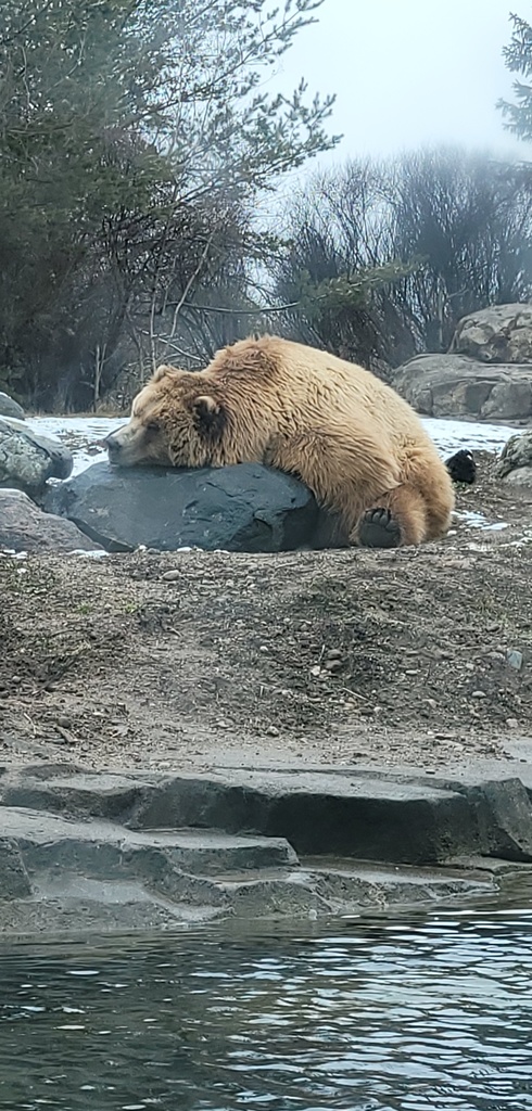brown bear sleeping on a rock
