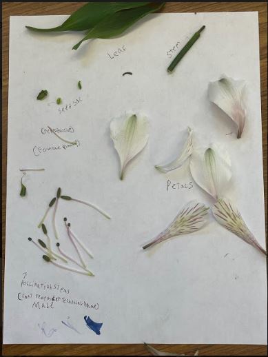Image of flower parts, organized and identified by part. 