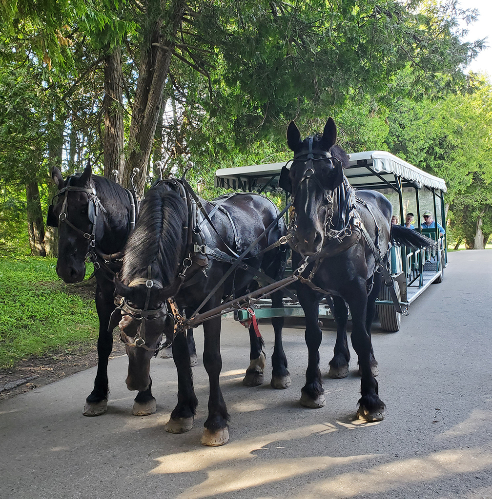 horses and carriage