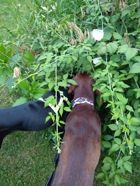 Dogs sniffing in Berry Bushes