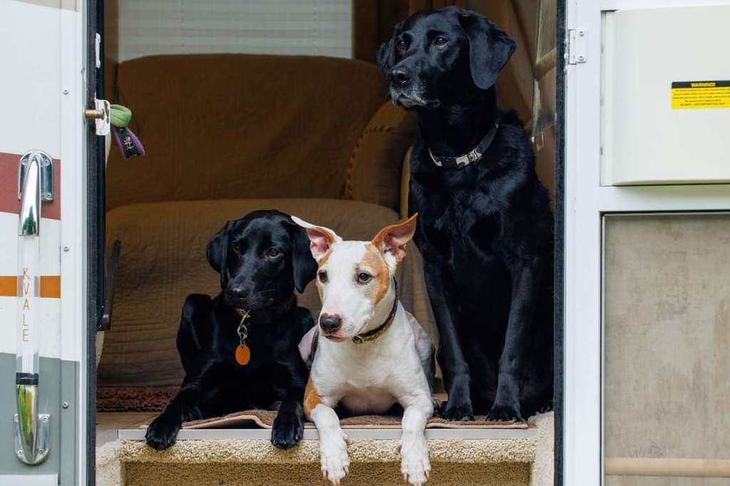 three dogs sitting in RV doorway