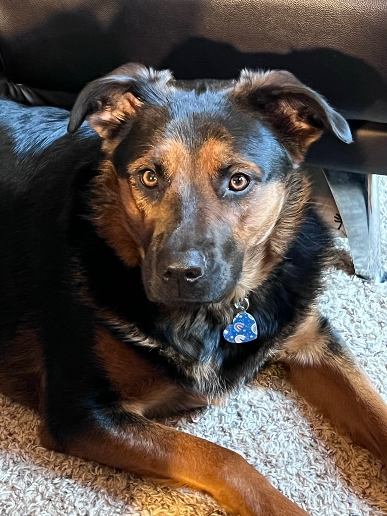 Dog