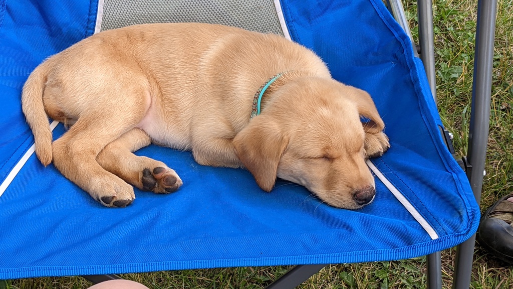 yellow lab puppy on blue camp chair
