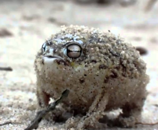 The Desert Rain Frog squeaks when it's angry.